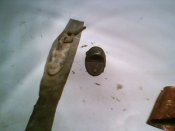 IMG0183A.jpg