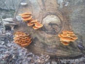 IMG_20161211_084559[1].jpg