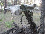 IMG_0074.jpg