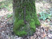 IMG12.JPG
