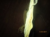 IMG_2642.JPG