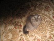 IMG_1873.JPG