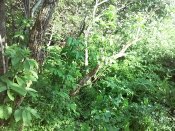 20160523_171329.jpg