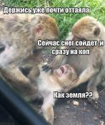 бибизяны.jpg