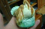 DSC02515.JPG