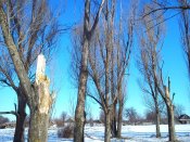 DSC_0175.jpg