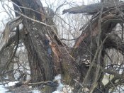 IMG_20170226_121535.jpg