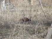 DSCF1511.jpg