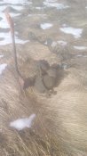 IMG_20170304_121249.jpg