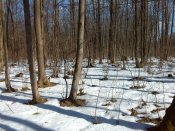 IMG_20170304_131022.jpg