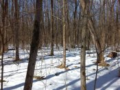 IMG_20170304_131027.jpg
