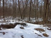 IMG_20170305_141945.jpg