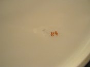 IMG_1714.JPG