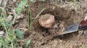 Superagronom_tryufel-2093.jpg