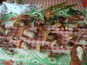 грибочки.jpg