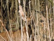 DSCN0490.JPG