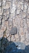 IMG_20170404_142200.jpg