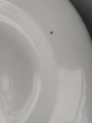 IMG_20170409_145509.jpg