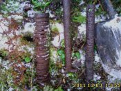 IMG0457.jpg