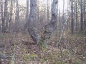 PICT0103.jpg