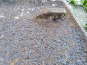 IMG_20170425_092654.jpg
