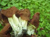 IMG_0303.JPG