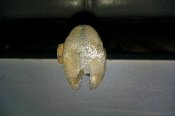 IMAG0229.jpg
