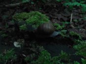 DSCF7733.JPG