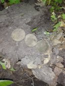 IMG_20170604_155841.jpg
