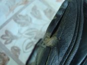 DSC00521.JPG