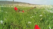 IMG_20170621_122155.jpg