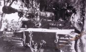 501TigerIProtected.jpg