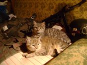 1katz.jpg