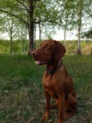 IMG_20170430_191035648.jpg