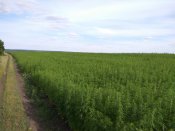IMG_20170716_173030.jpg