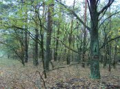 100B4521_1.jpg
