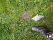 IMG_20170728_070235.jpg