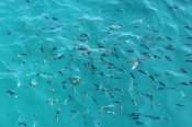 IMG_4146.jpg