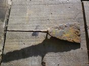 Срезень "шпатель" орда.