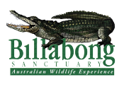 Billabong (Австралия) - фирменные хаки штаны