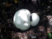 IMG_20170910_113529.jpg