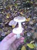 IMG_20161029_093522.jpg