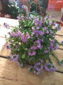IMG_20170916_173209.jpg