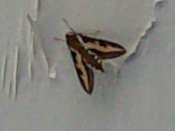 DSC_0817.jpg