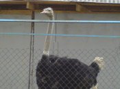 DSC00871.JPG
