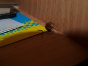 P1011476 (Большой).JPG