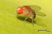 1024px-Drosophila.jpg