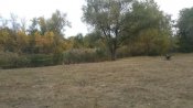 ггрп.jpg