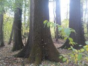 IMG_20171008_121907.jpg