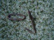 DSC09135.JPG